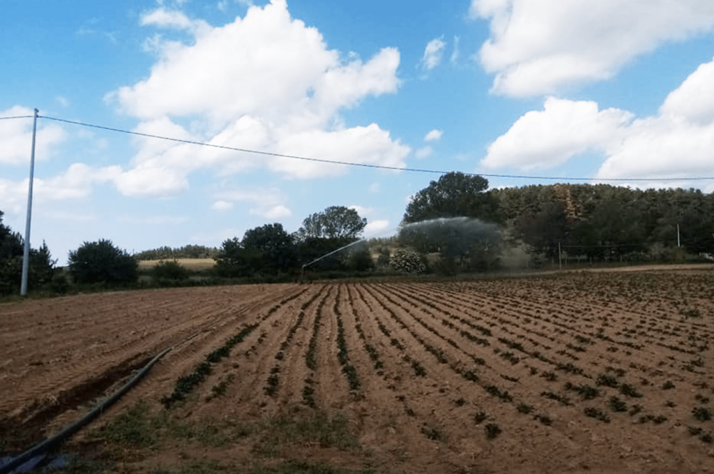 Agriturismo La Corte dei Pini Terreno Patate